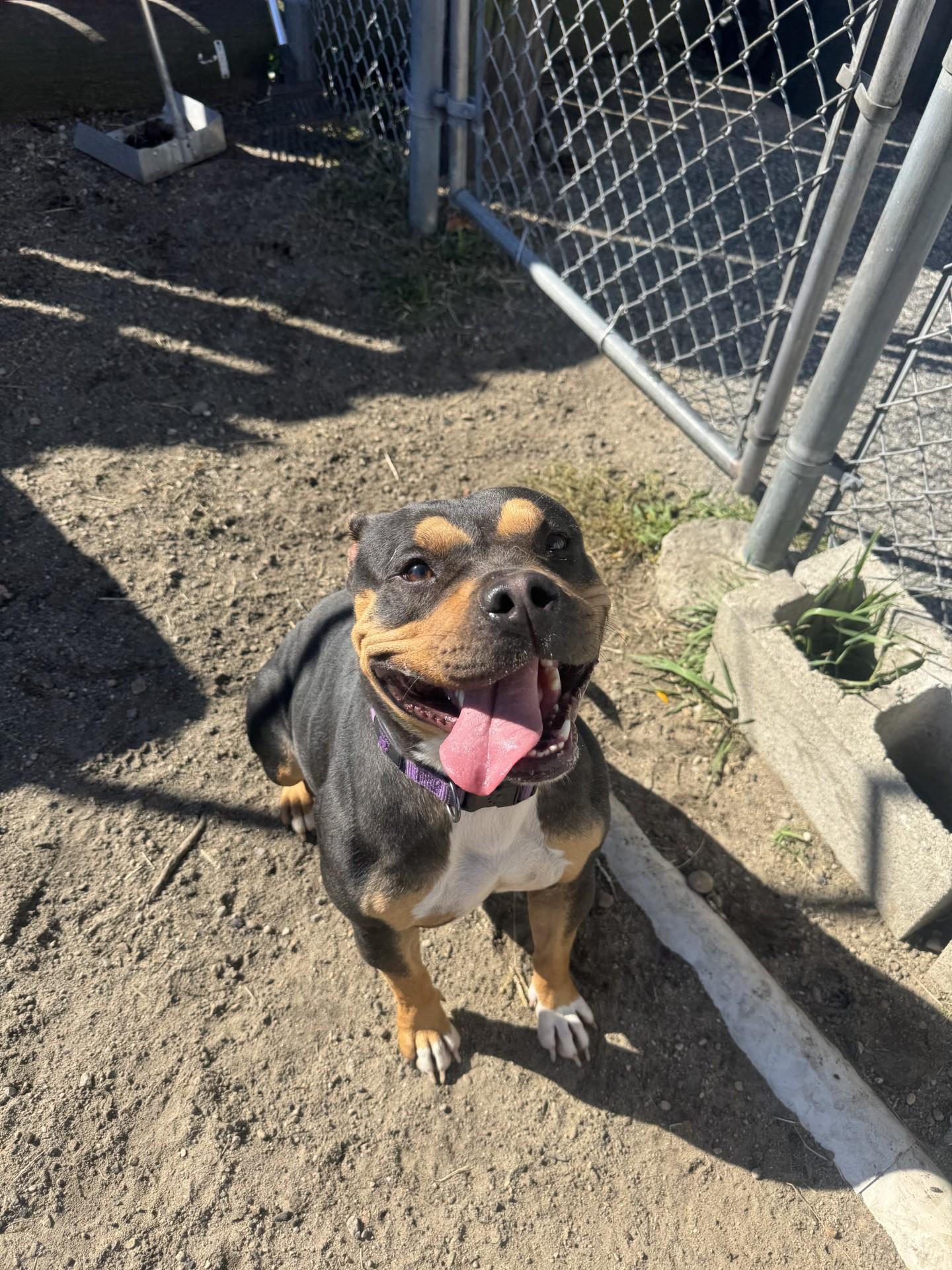 Evie, a Adopted American Bully in West Warwick, RI image 4/5