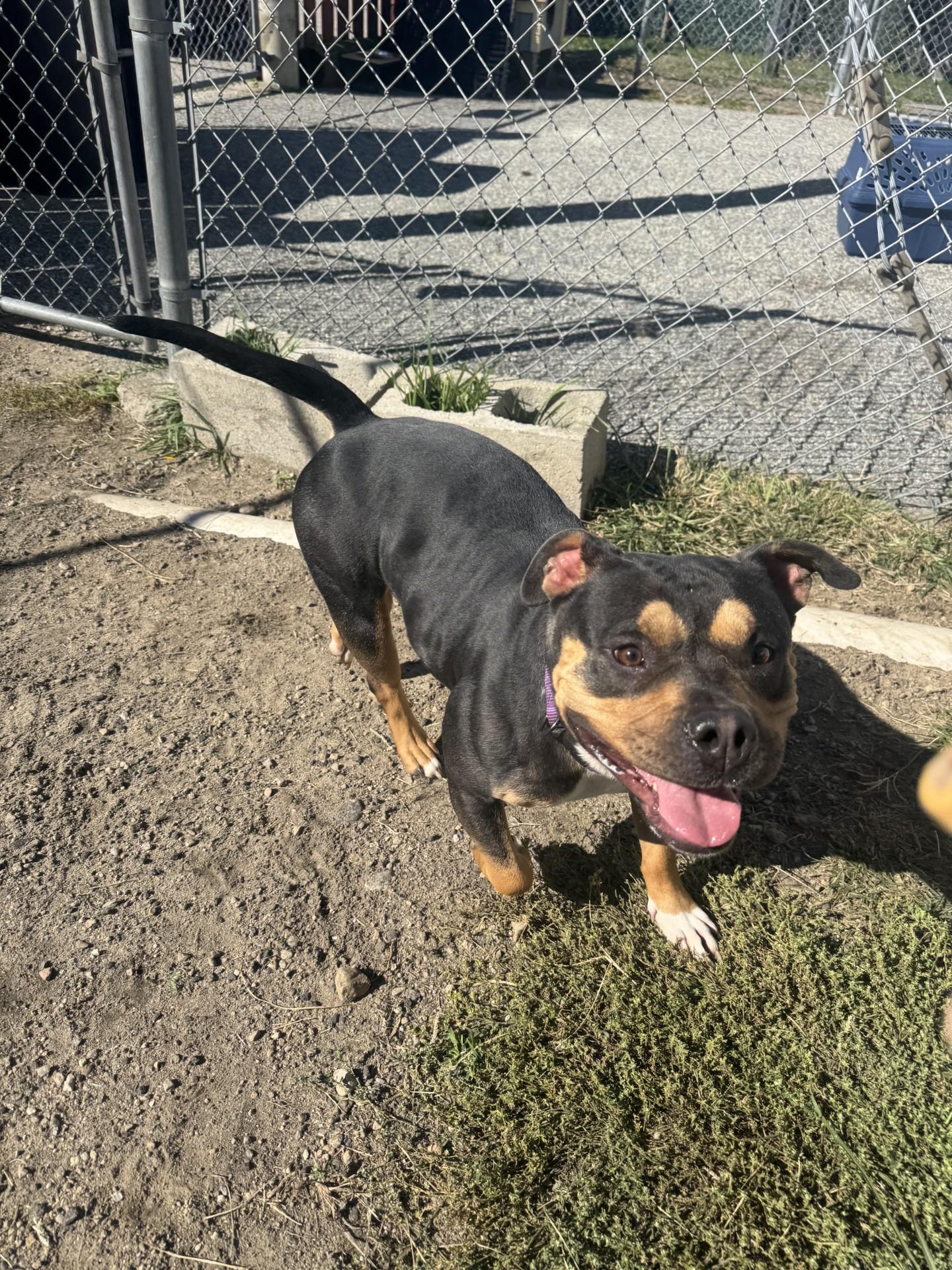 Evie, a Adopted American Bully in West Warwick, RI image 5/5