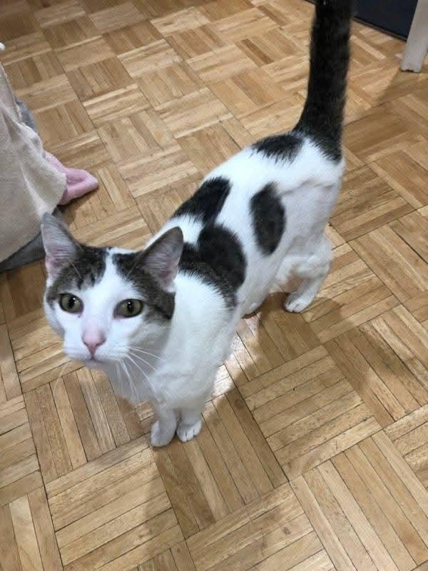 Meeko, a Adoptable mixed breed in Miami, OK image 1/6