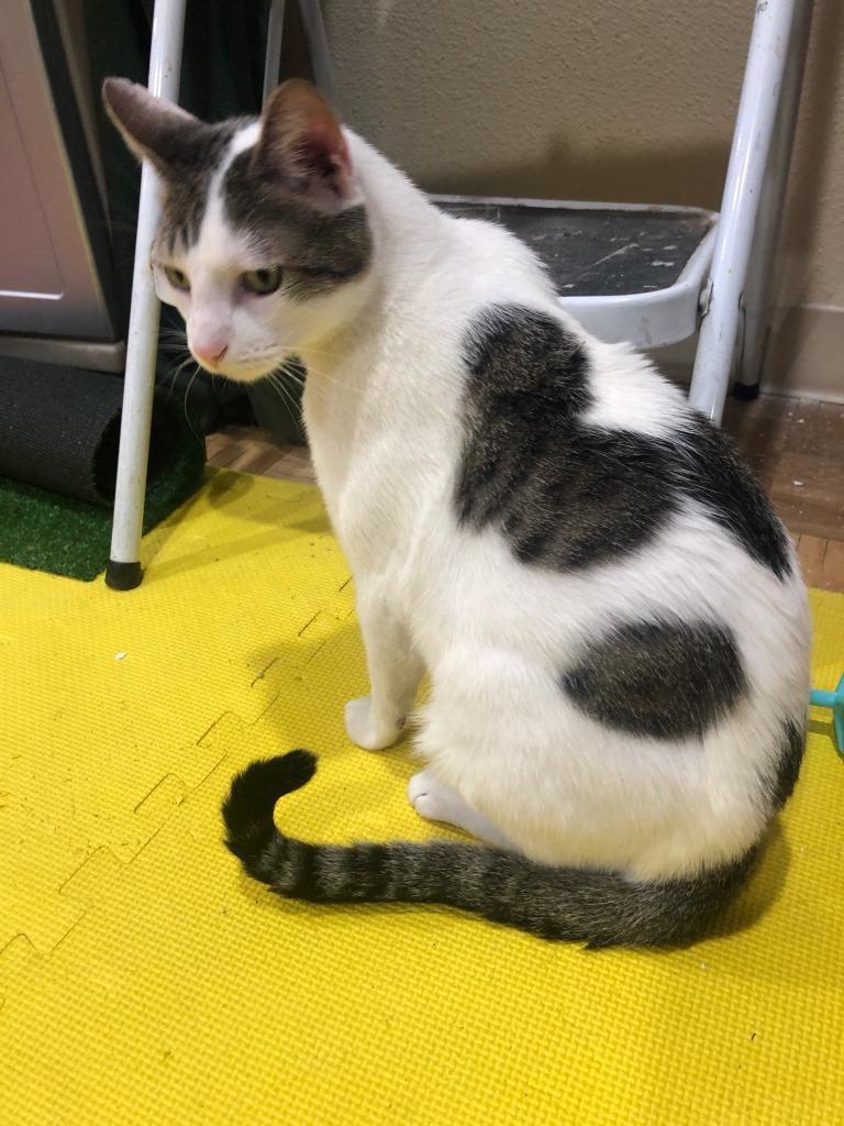 Meeko, Adoptable, Adult Male Domestic Short Hair.