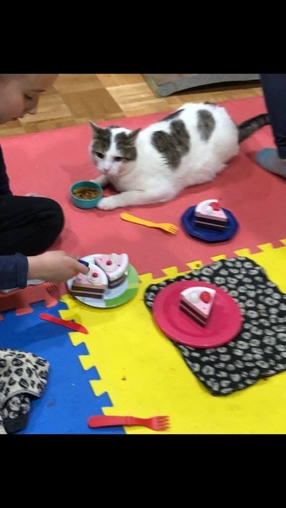 Meeko, a Adoptable mixed breed in Miami, OK image 2/6