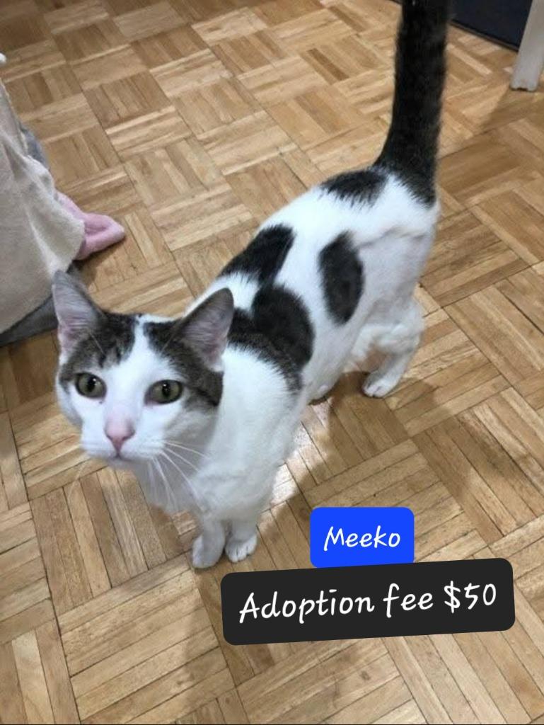 Meeko, a Adoptable mixed breed in Miami, OK image 3/6