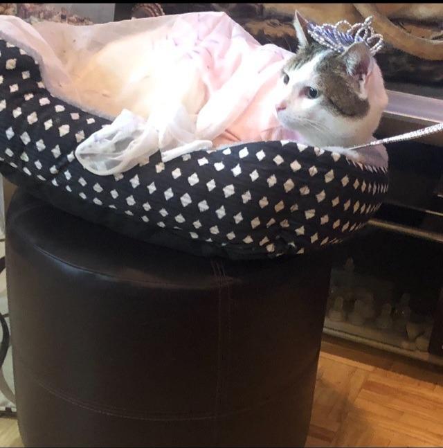 Meeko, a Adoptable mixed breed in Miami, OK image 5/6