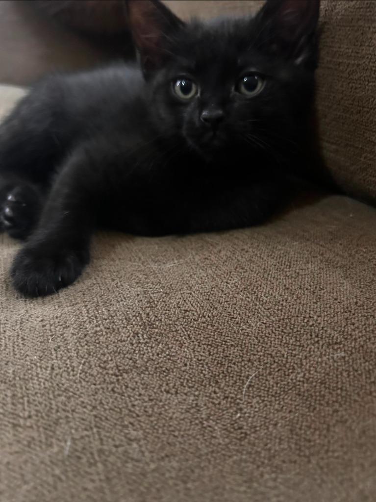 Enlarge Megumi, a Adoptable mixed breed in Johnson City, TN image 1/2