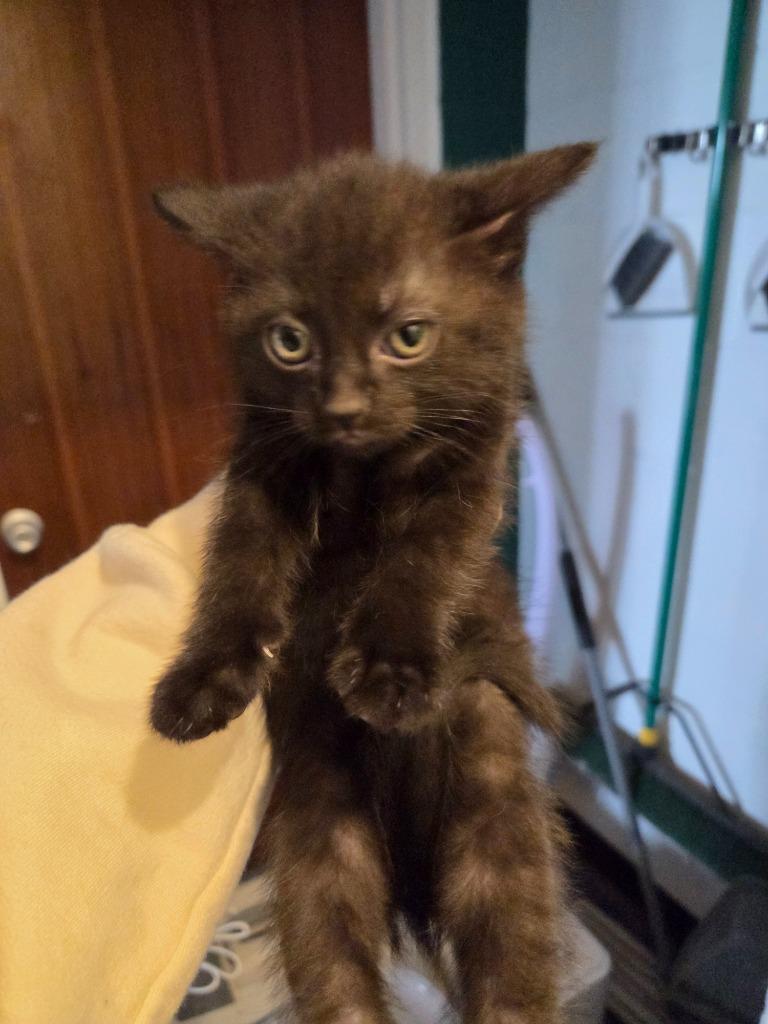 Enlarge Megumi, a Adoptable mixed breed in Johnson City, TN image 2/2