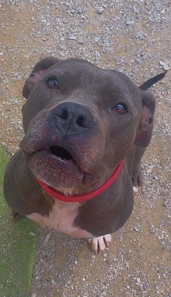 Enlarge Plow, a Adoptable mixed breed in Evansville, IN image 1/6