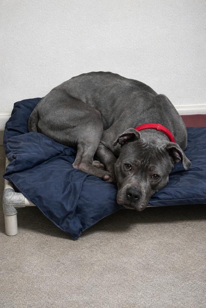 Enlarge Plow, a Adoptable mixed breed in Evansville, IN image 2/6