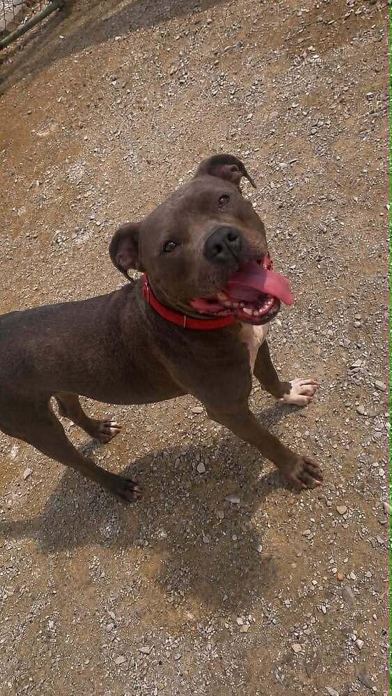 Enlarge Plow, a Adoptable mixed breed in Evansville, IN image 3/6