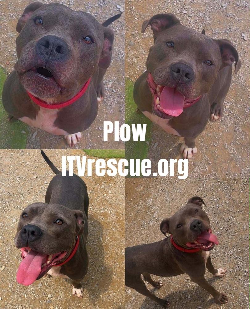 Enlarge Plow, a Adoptable mixed breed in Evansville, IN image 4/6
