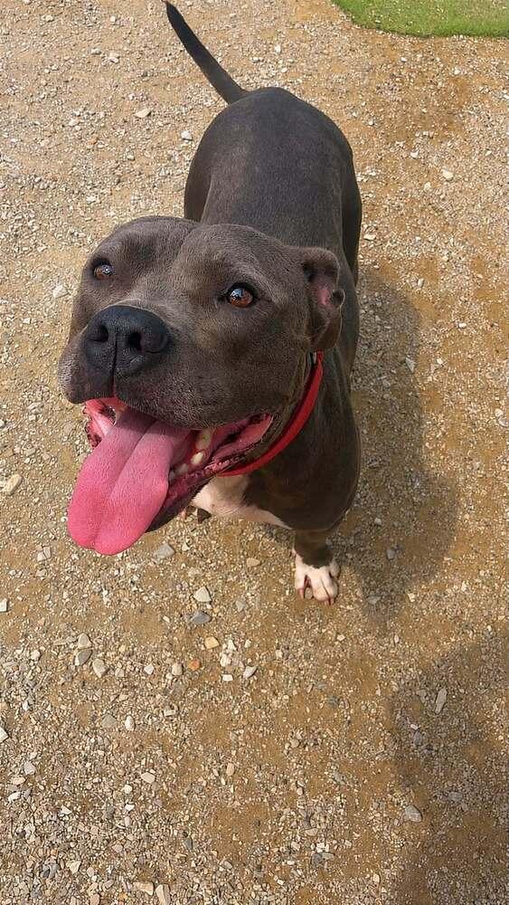 Enlarge Plow, a Adoptable mixed breed in Evansville, IN image 5/6