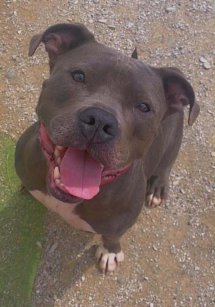 Enlarge Plow, a Adoptable mixed breed in Evansville, IN image 6/6