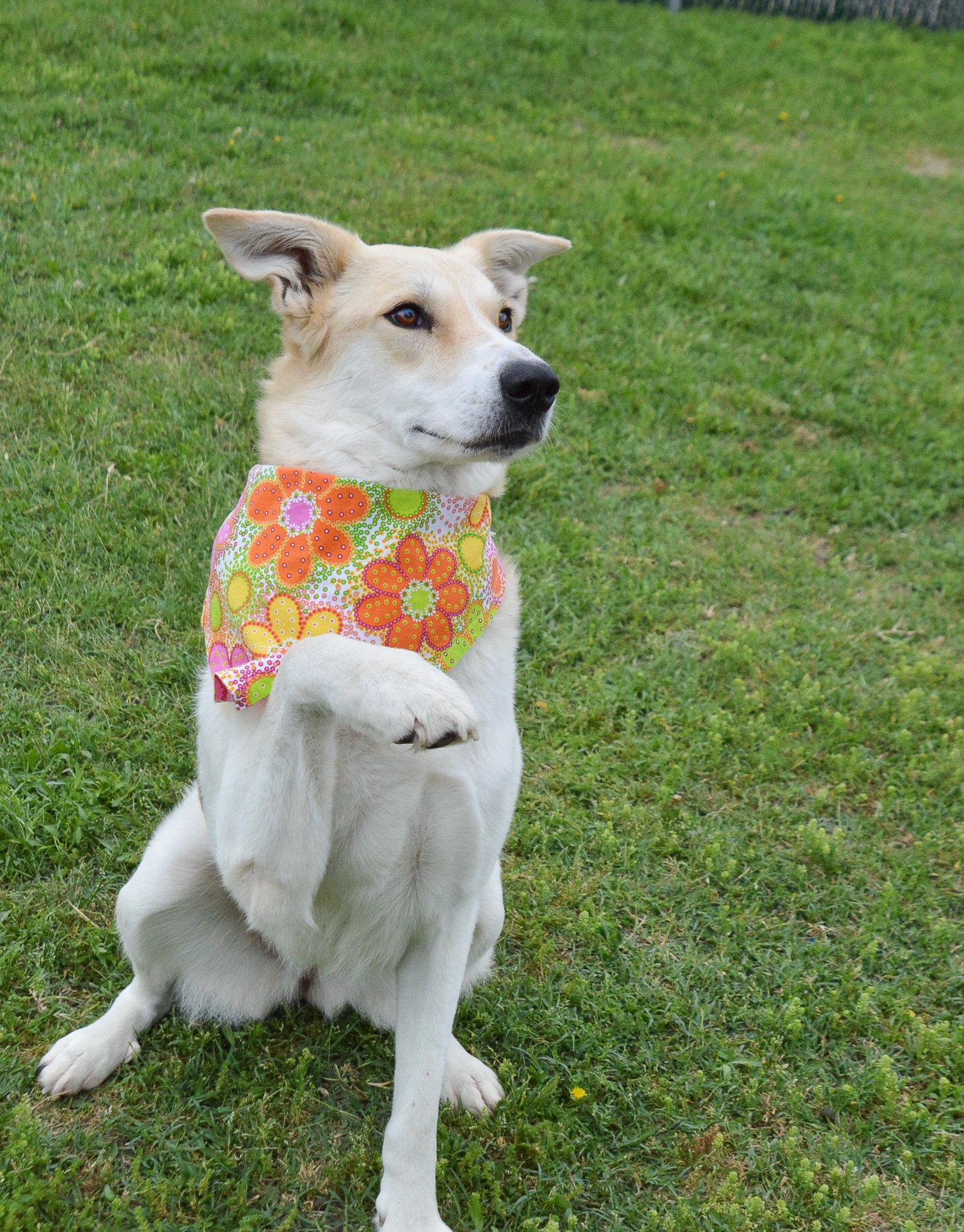 Coco, Adoptable, Adult Female Collie.