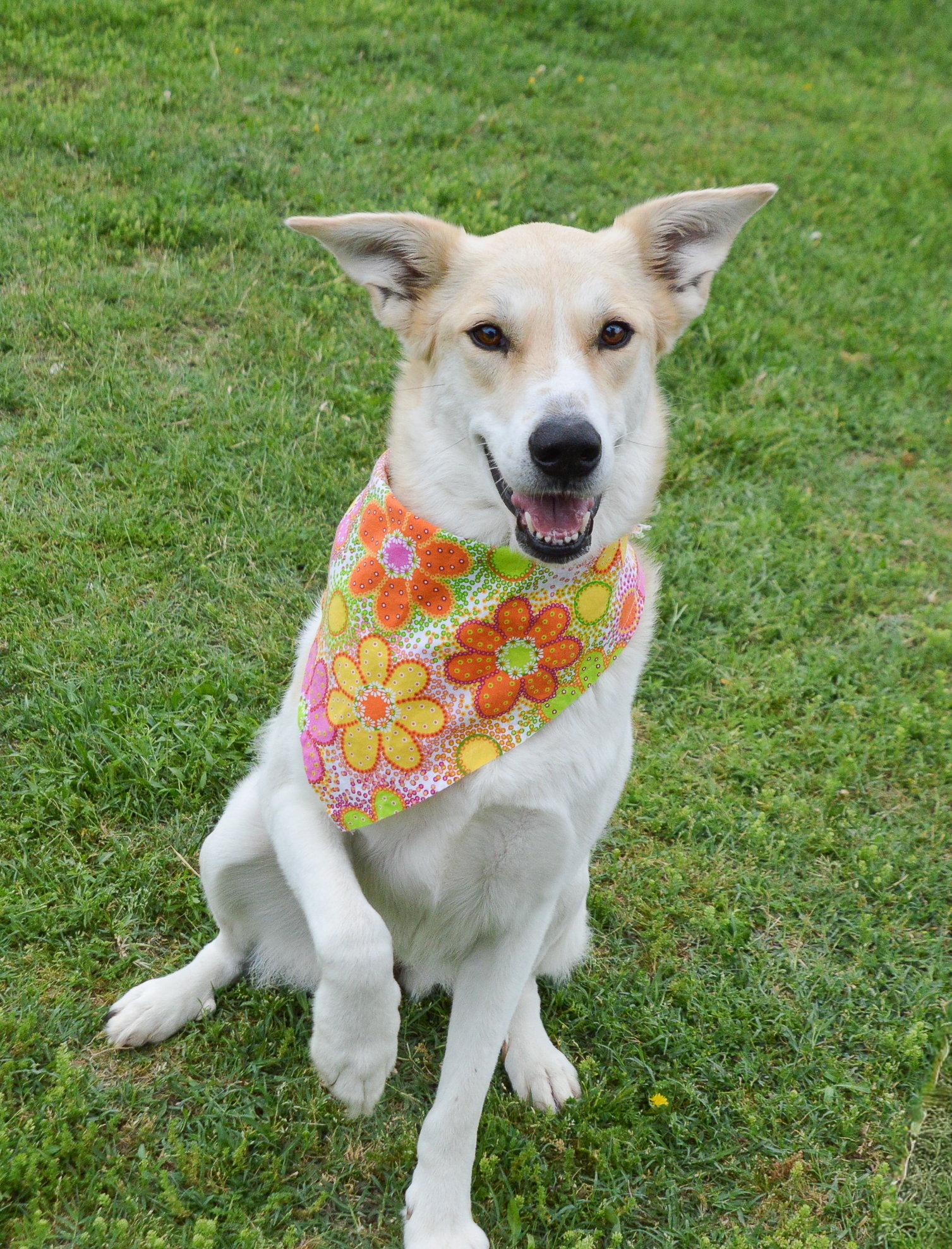 Enlarge Coco, a Adoptable Collie in McKinney, TX image 2/3