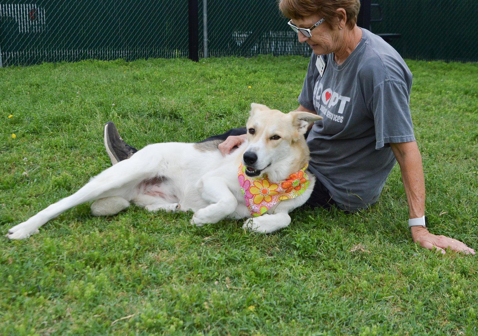 Enlarge Coco, a Adoptable Collie in McKinney, TX image 3/3