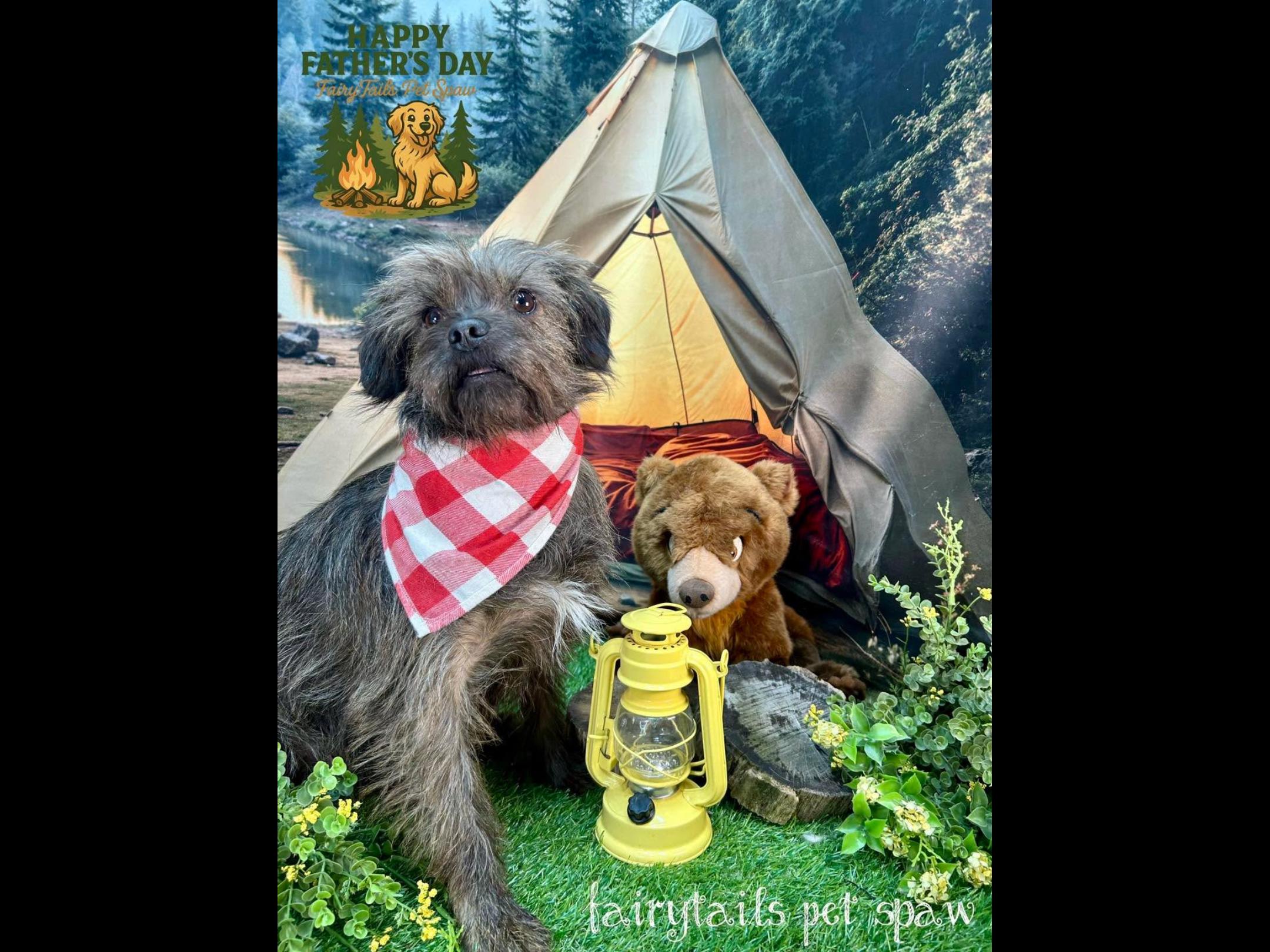 Henry, Adoptable, Adult Male Terrier.