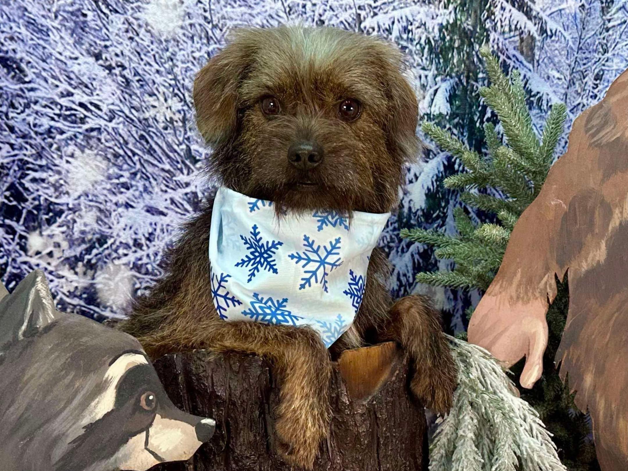 Henry, a Adoptable mixed breed in Winchester, KY image 2/4