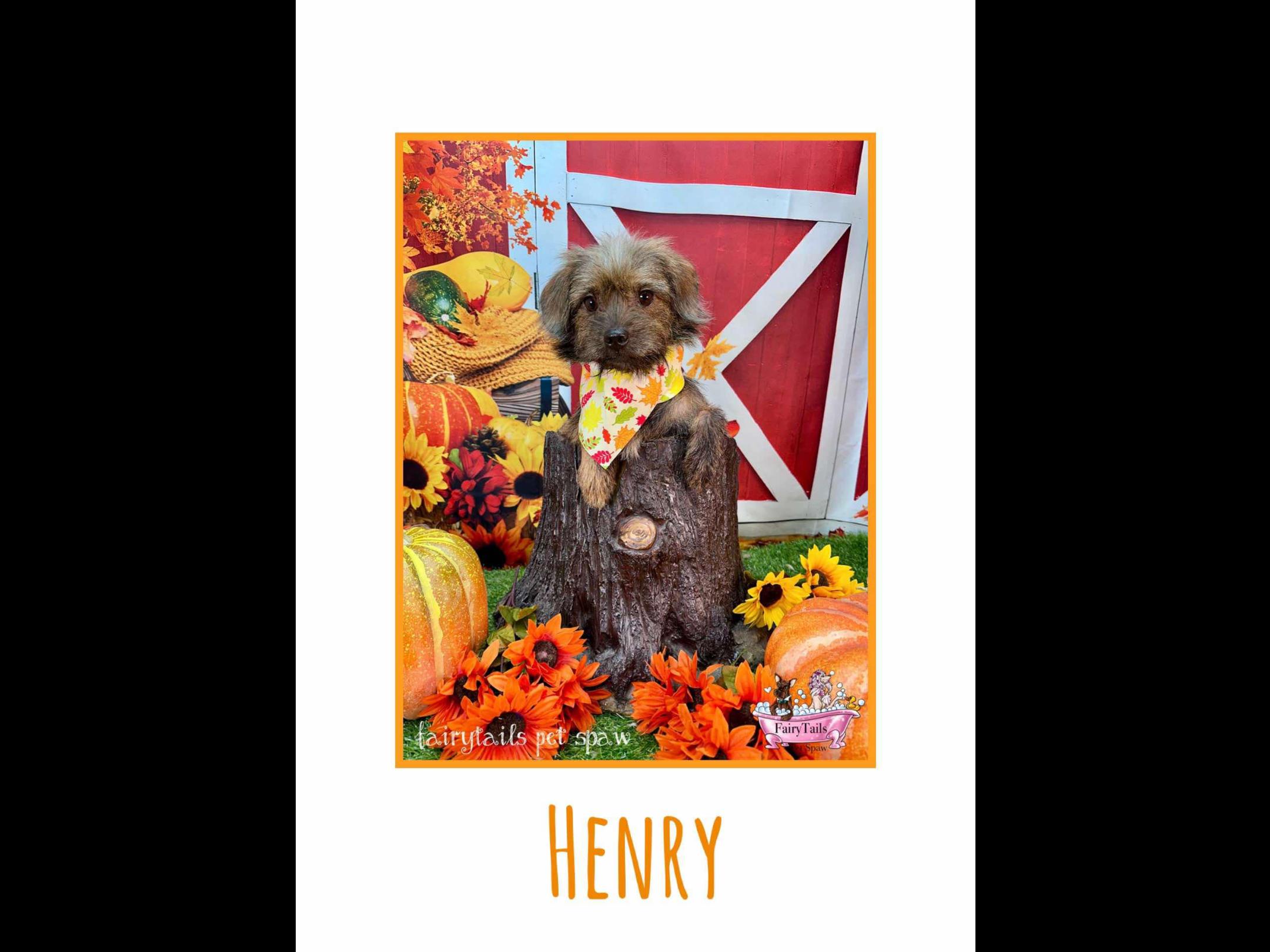 Henry, a Adoptable mixed breed in Winchester, KY image 4/4