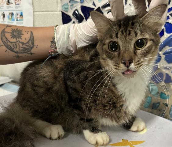 ELIZABETH, Adoptable, Adult Female Domestic Medium Hair.