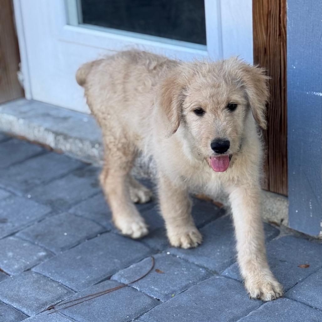 PROSECCO, Adoptable, Puppy Male Golden Retriever & Standard Poodle.