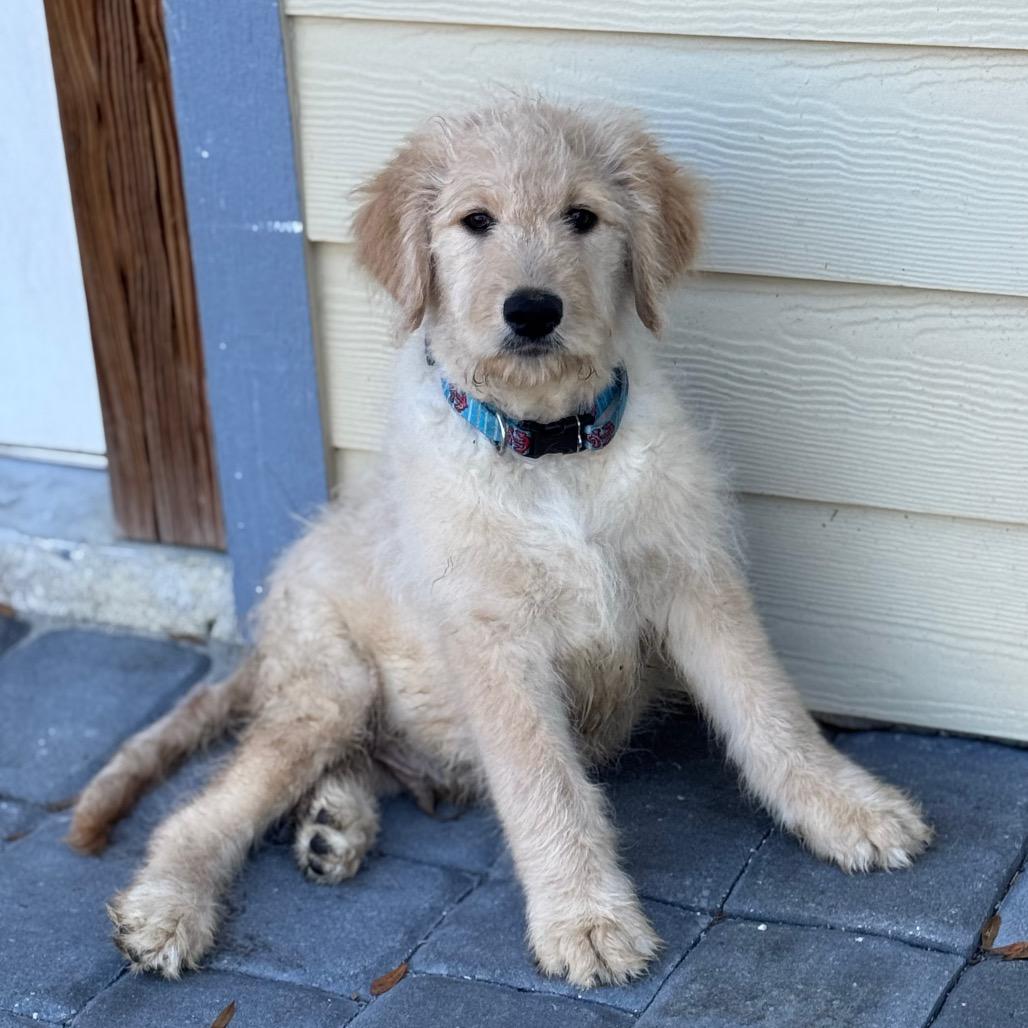 Enlarge PROSECCO, a Adoptable mixed breed in Wellington, FL image 2/5