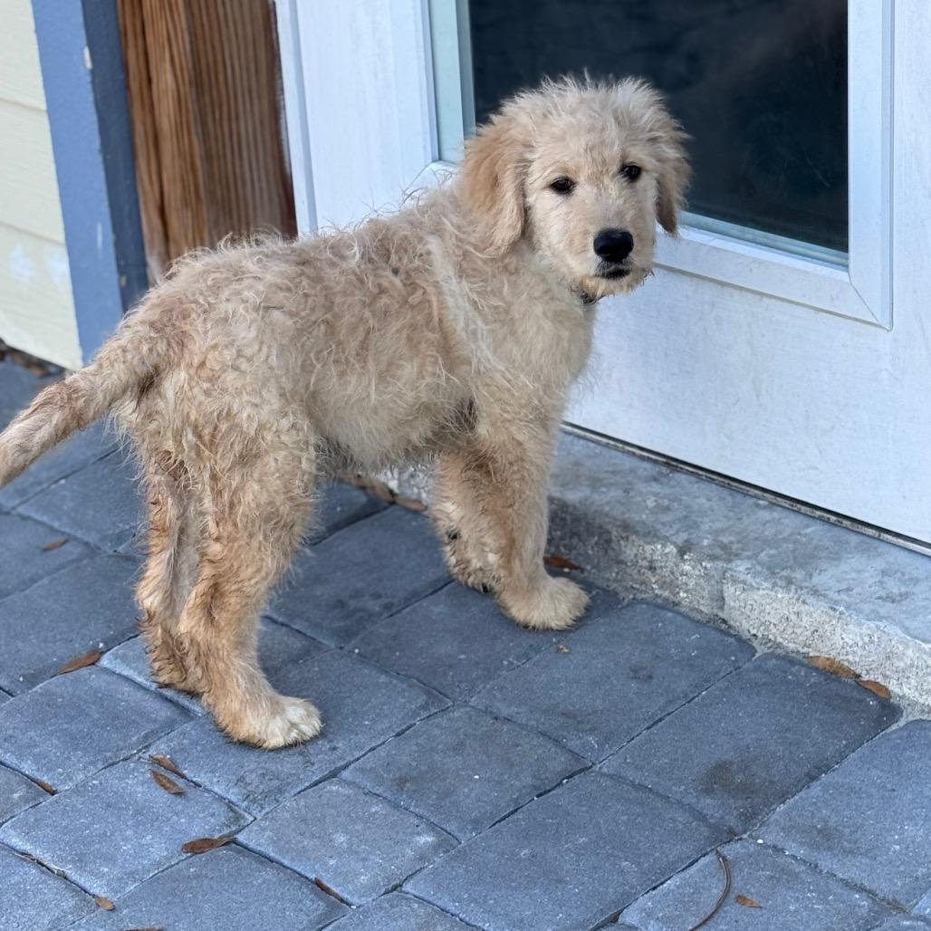 Enlarge PROSECCO, a Adoptable mixed breed in Wellington, FL image 3/5