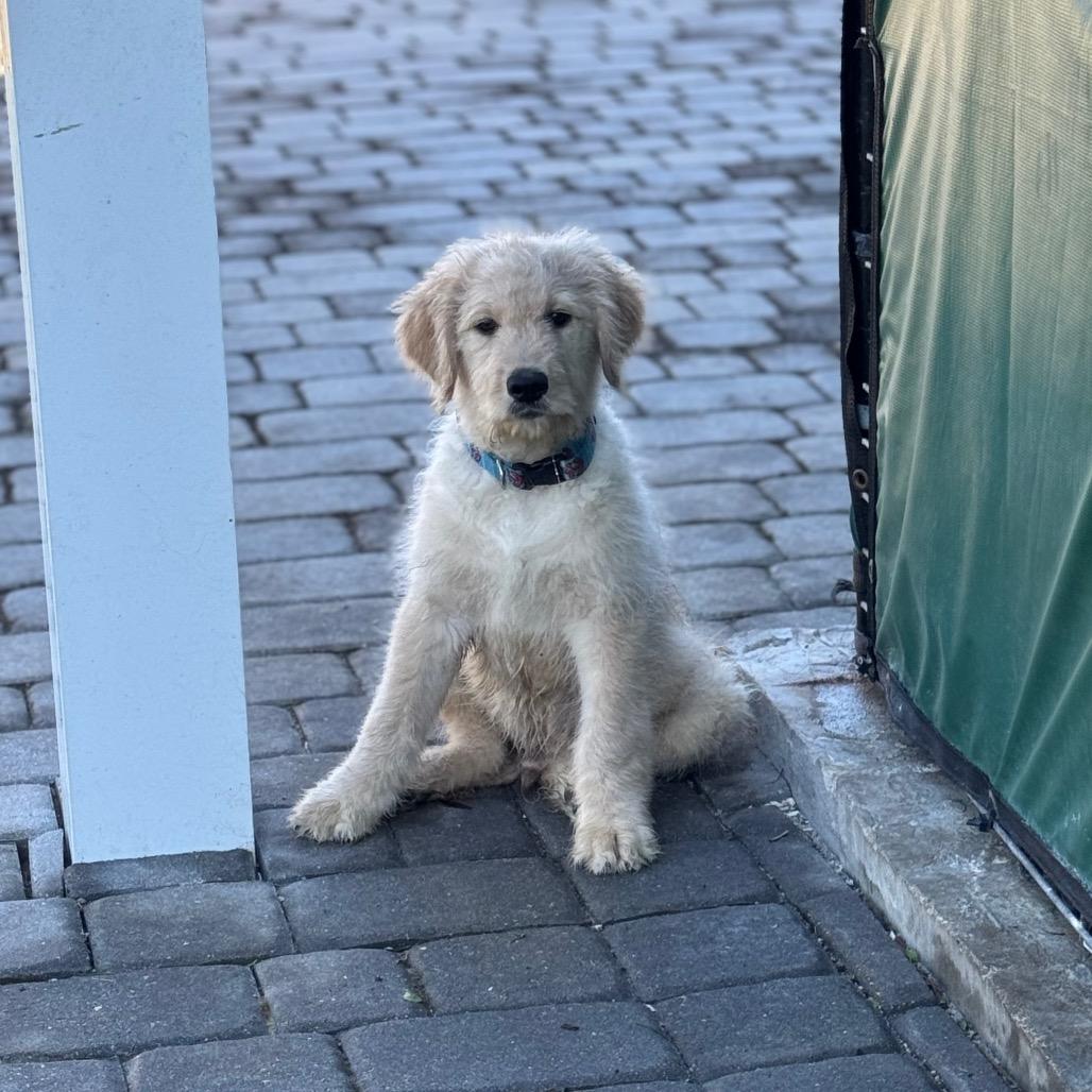 Enlarge PROSECCO, a Adoptable mixed breed in Wellington, FL image 4/5