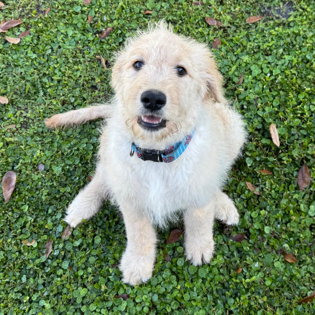 Enlarge PROSECCO, a Adoptable mixed breed in Wellington, FL image 5/5