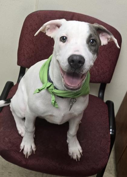Diamond, an adopted Mixed Breed in Hamilton, OH image 2/3