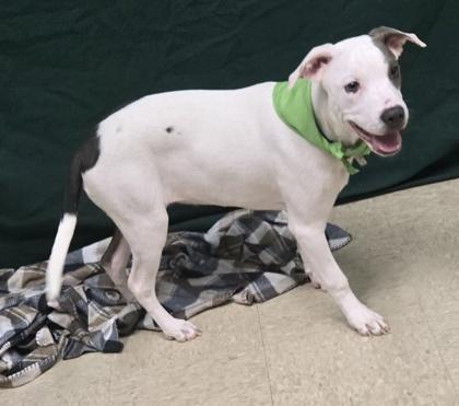 Diamond, an adopted Mixed Breed in Hamilton, OH image 3/3