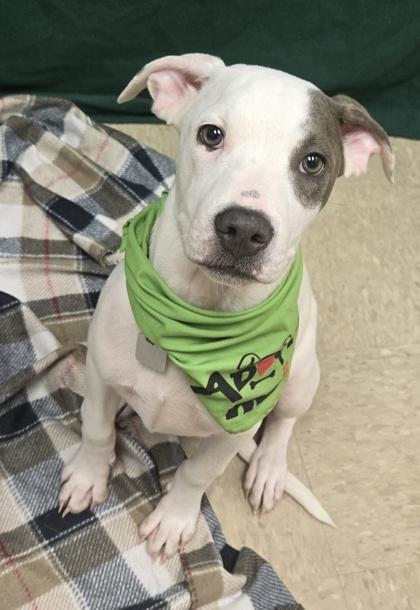 Diamond, an adopted Mixed Breed in Hamilton, OH image 1/3