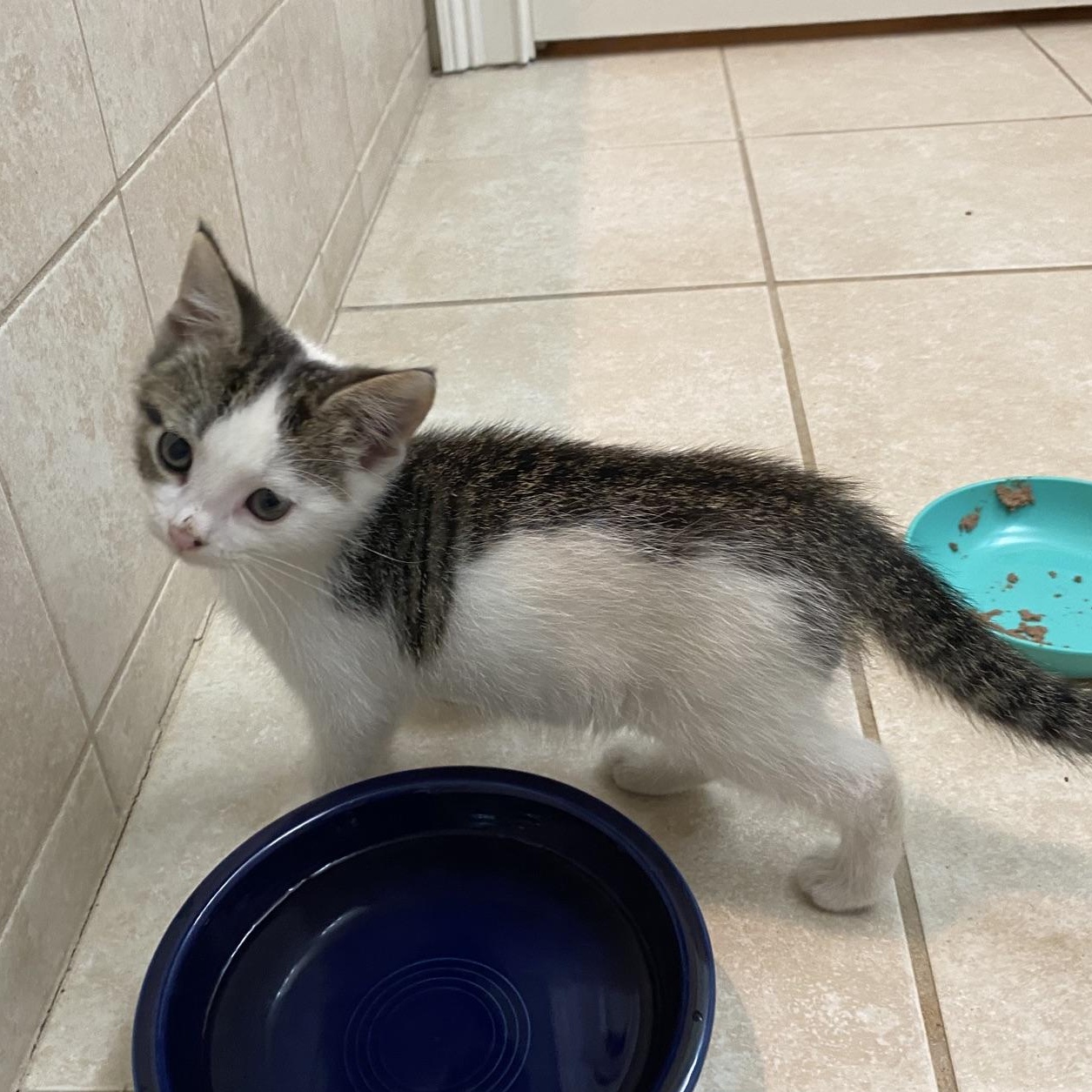Enlarge Chamomile(Cami)...brewing up endless love and little purrs, an adoptable Domestic Short Hair in Murfreesboro, TN image 3/4