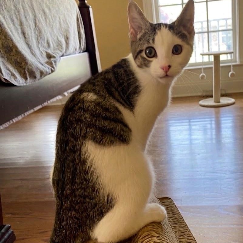 Enlarge Chamomile(Cami)...brewing up endless love and little purrs, an adoptable Domestic Short Hair in Murfreesboro, TN image 4/4