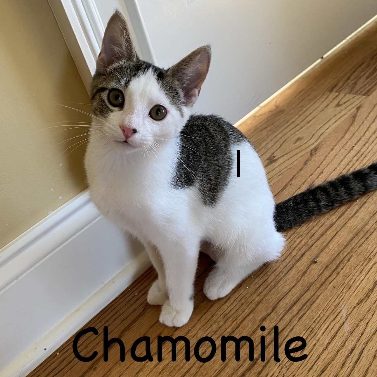 Chamomile(Cami)...brewing up endless love and little purrs, adoptable, Kitten Female Domestic Short Hair.
