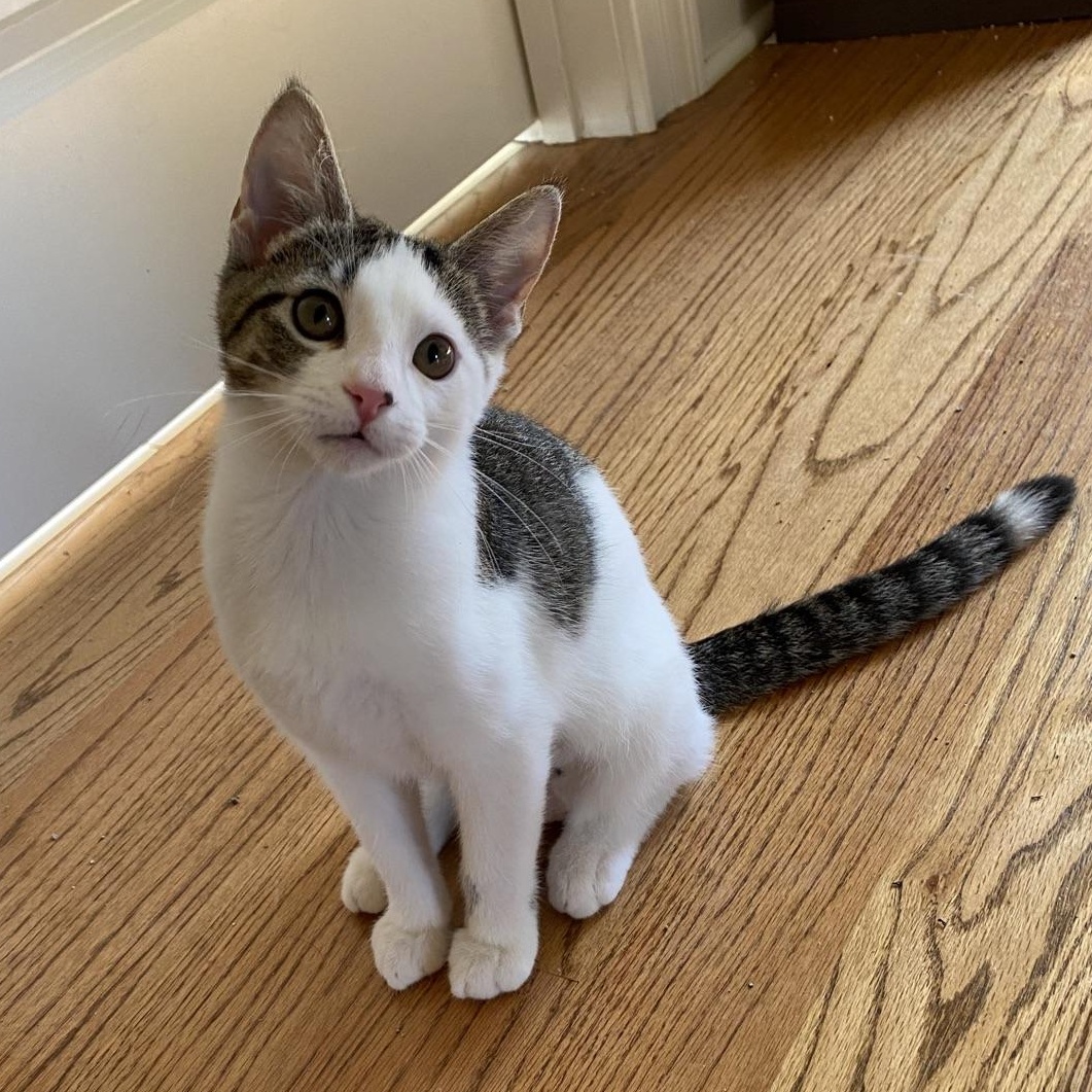 Enlarge Chamomile(Cami)...brewing up endless love and little purrs, an adoptable Domestic Short Hair in Murfreesboro, TN image 2/4