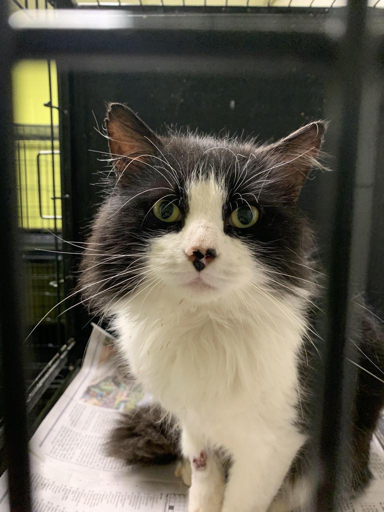 Dice, Adopted, Adult Male Domestic Long Hair.