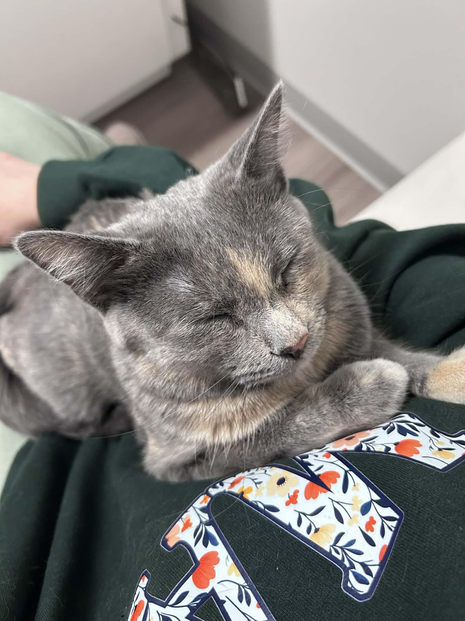 Enlarge Moon, an adopted Domestic Short Hair in Overland Park, KS image 1/2