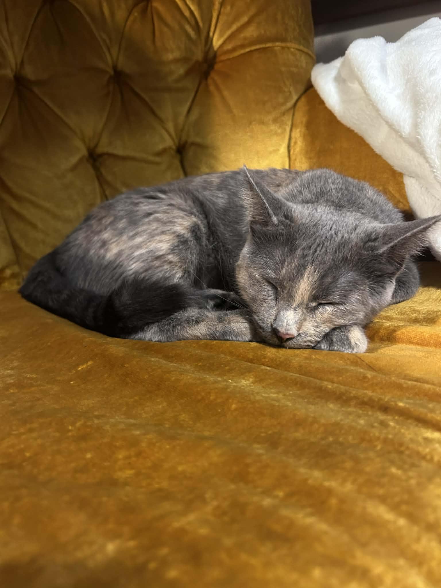 Enlarge Moon, an adopted Domestic Short Hair in Overland Park, KS image 2/2