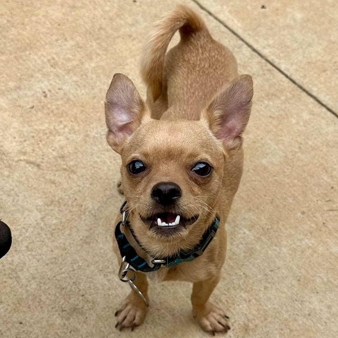 Milo, an adoptable mixed breed in Jeffersonville, IN image 2/6