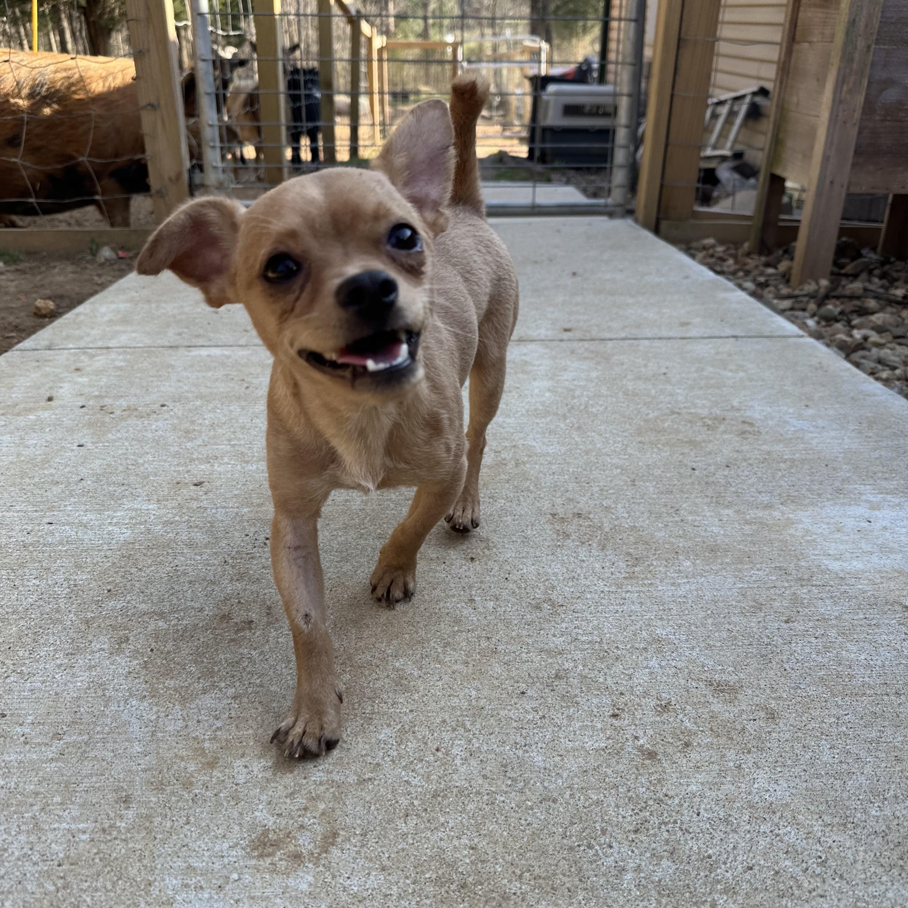 Enlarge Milo, a ADOPTABLE mixed breed in Jeffersonville, IN image 2/6