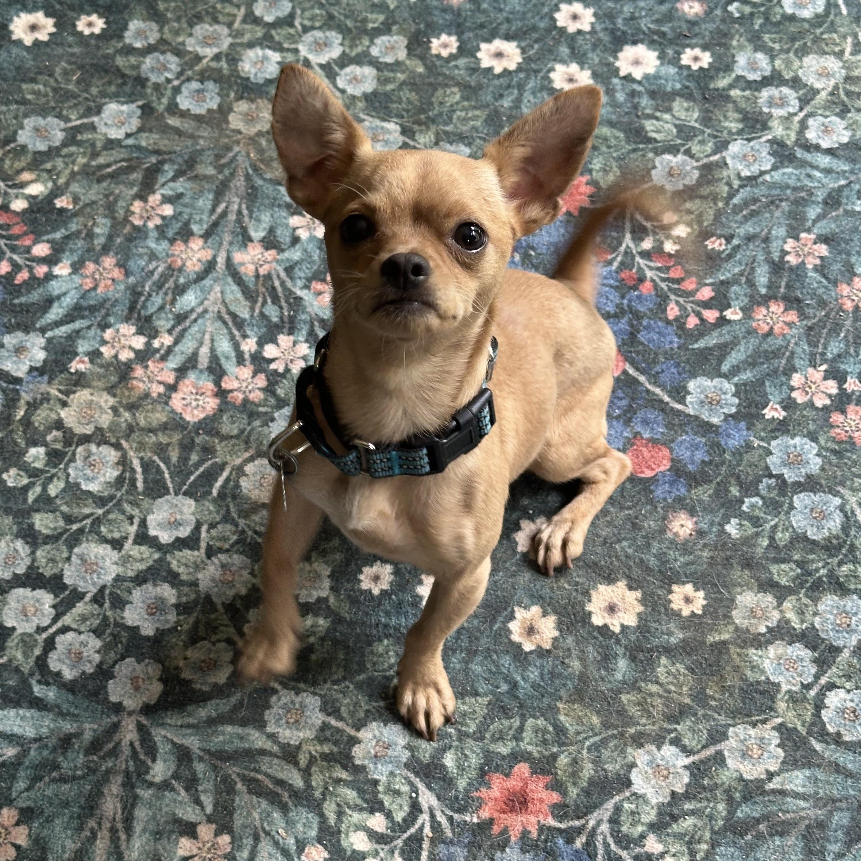 Milo, an adoptable mixed breed in Jeffersonville, IN image 4/6
