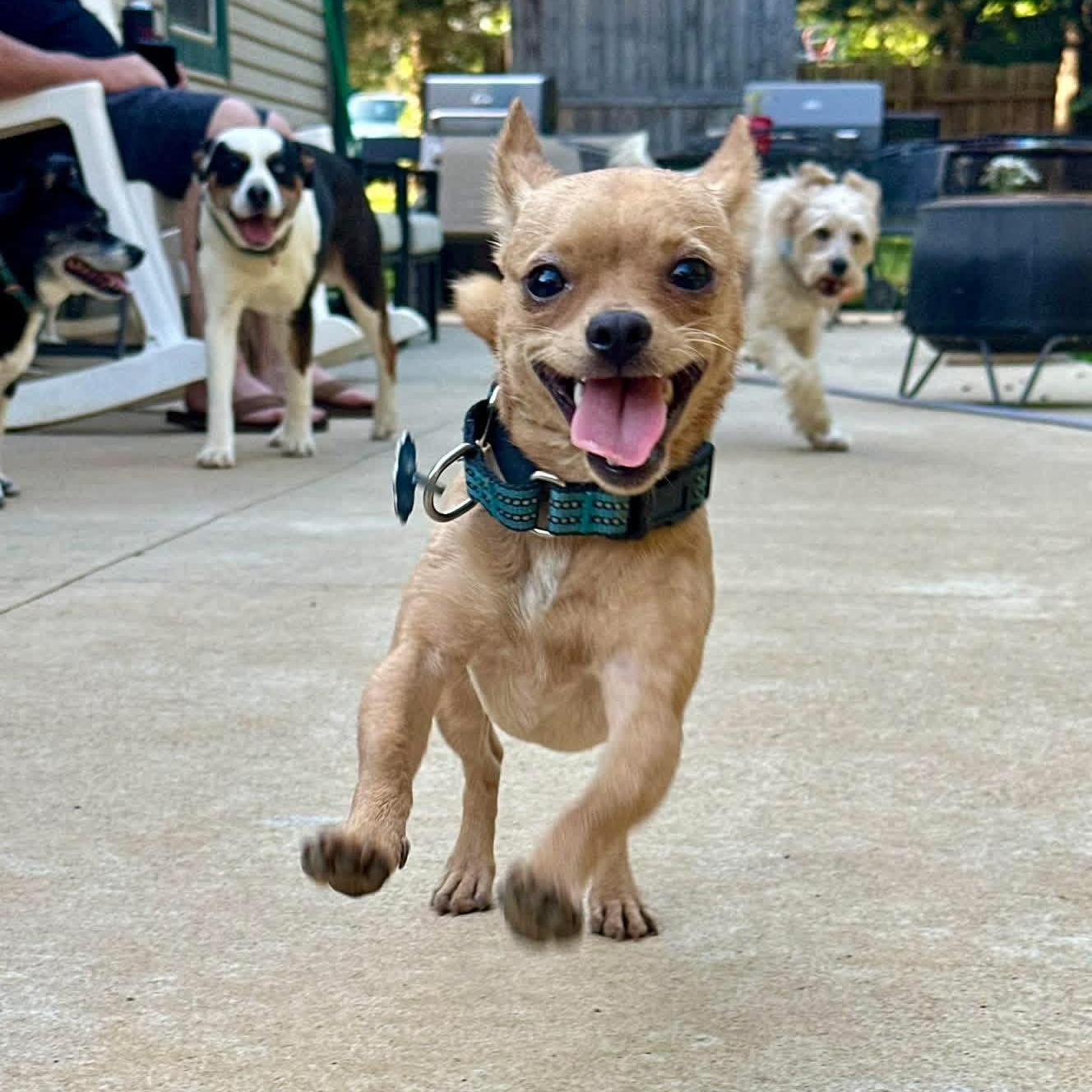 Milo, adoptable, Puppy Male Chihuahua.