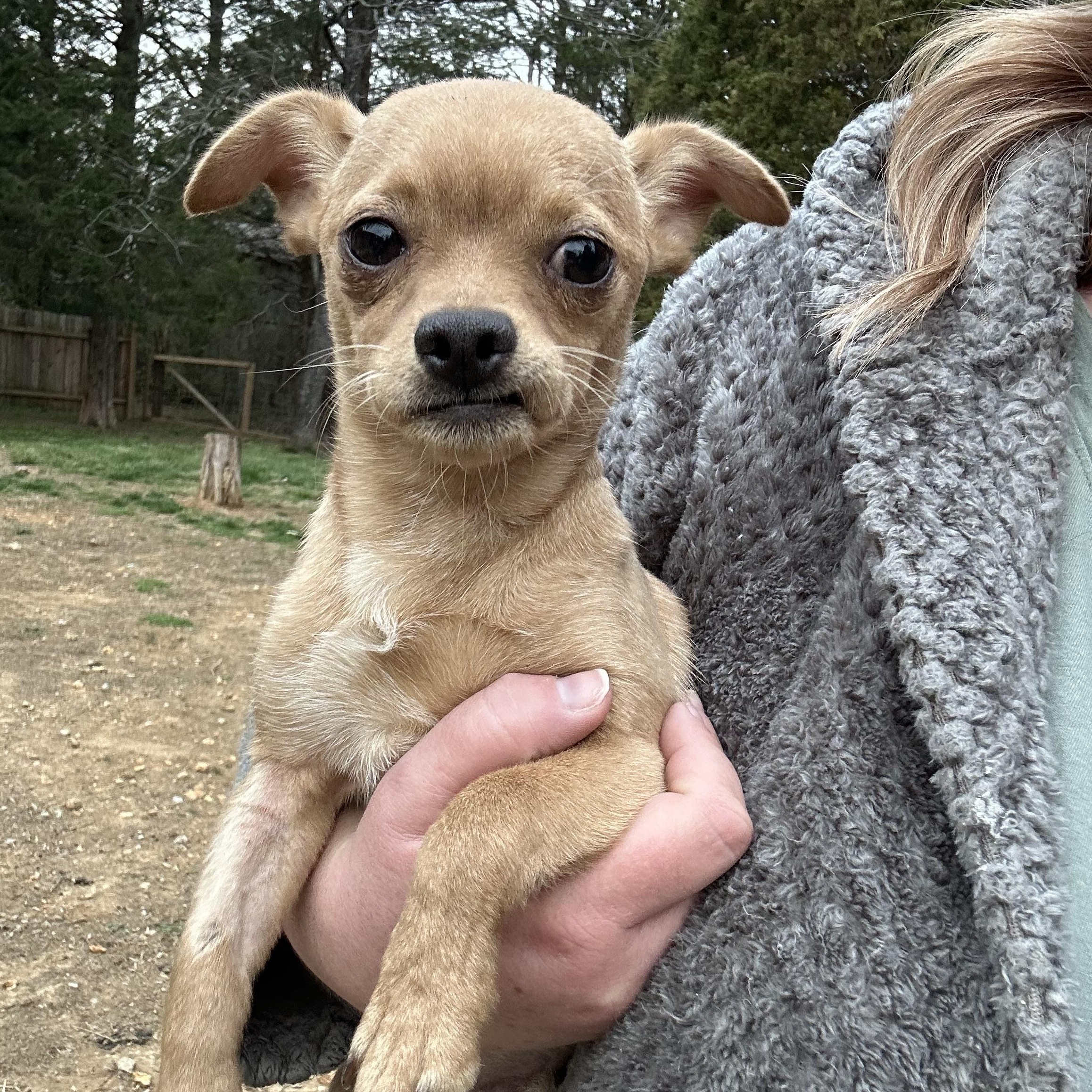 Enlarge Milo, a ADOPTABLE mixed breed in Jeffersonville, IN image 4/6