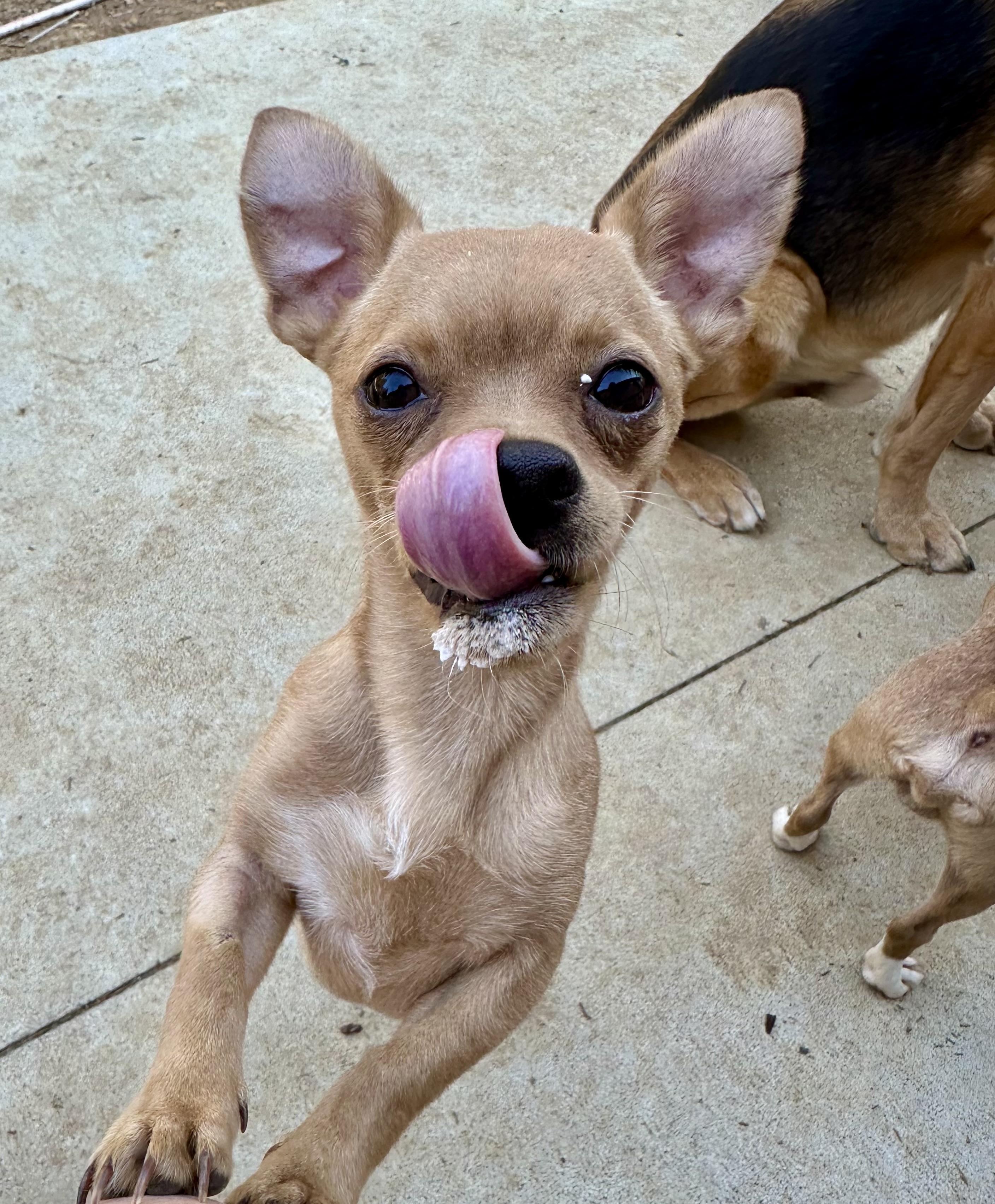 Enlarge Milo, a ADOPTABLE mixed breed in Jeffersonville, IN image 6/6