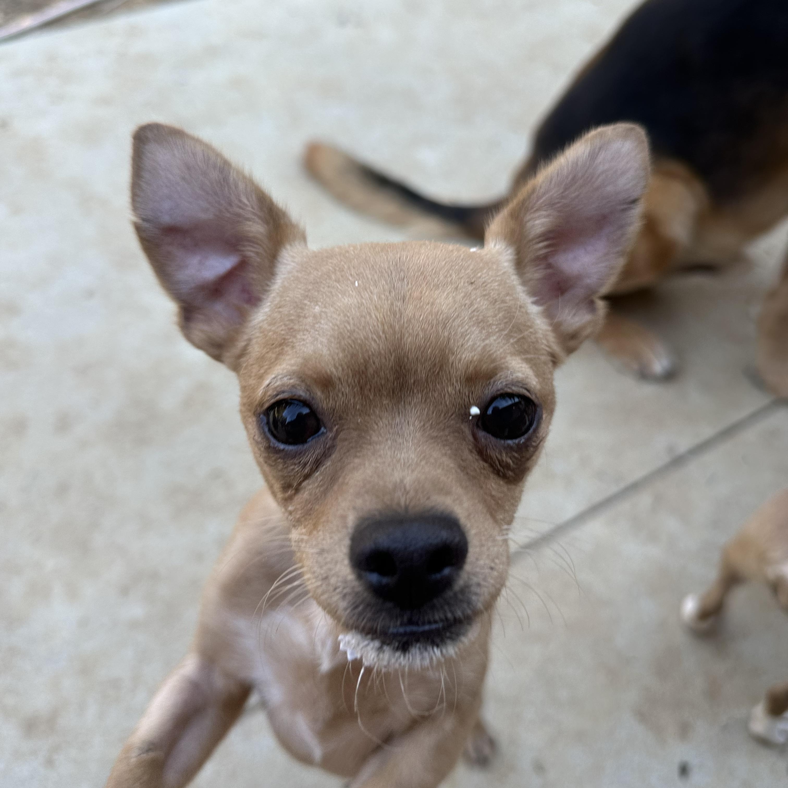 Enlarge Milo, a ADOPTABLE mixed breed in Jeffersonville, IN image 3/6