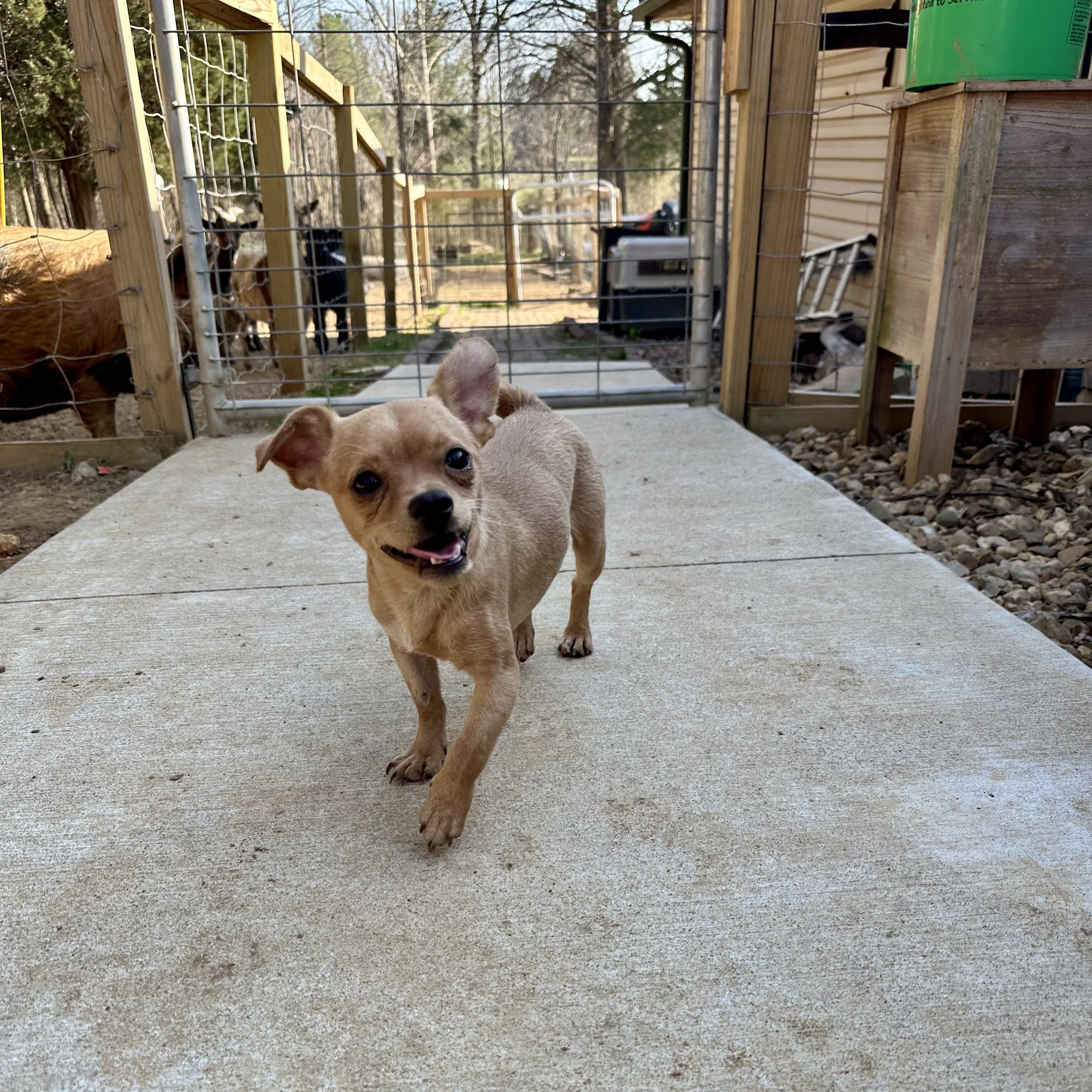 Enlarge Milo, a ADOPTABLE mixed breed in Jeffersonville, IN image 5/6
