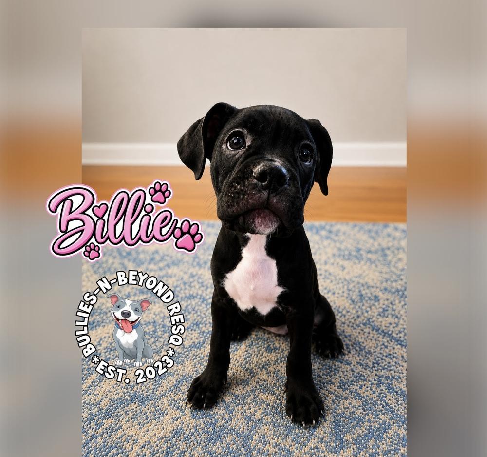 Billie, Adoptable, Puppy Female Boxer.