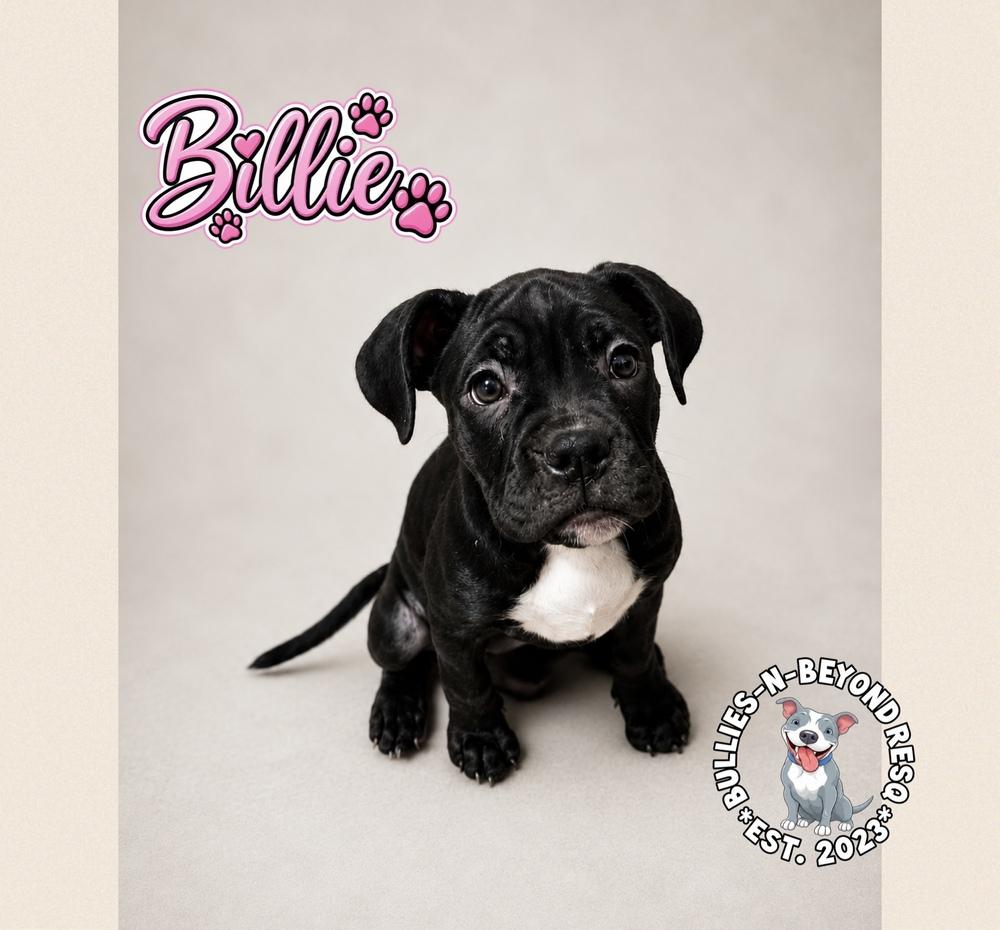 Enlarge Billie, a Adoptable mixed breed in Omaha, NE image 2/5
