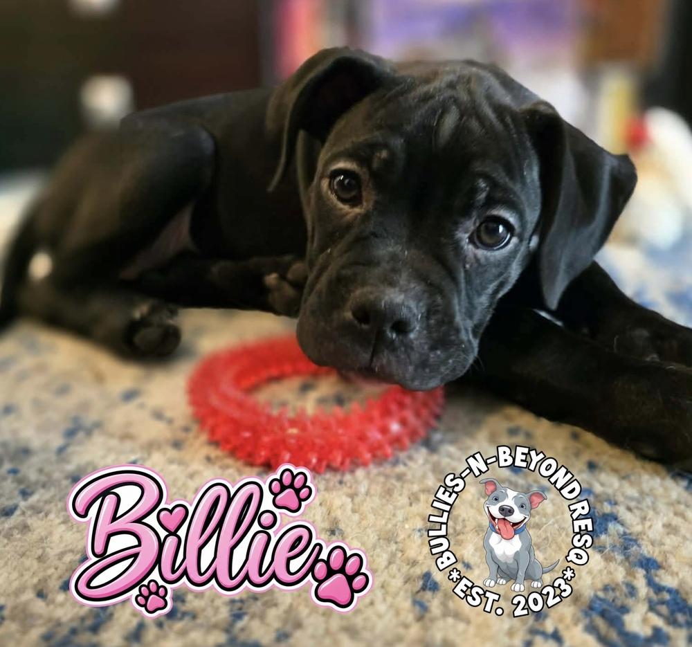 Enlarge Billie, a Adoptable mixed breed in Omaha, NE image 3/5