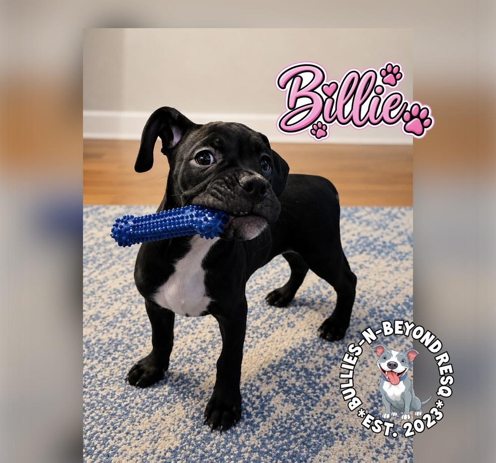 Enlarge Billie, a Adoptable mixed breed in Omaha, NE image 4/5