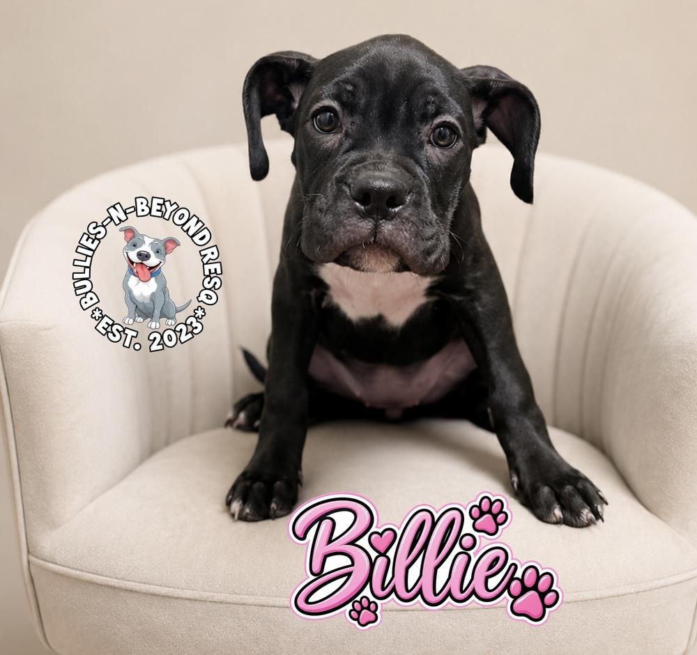Enlarge Billie, a Adoptable mixed breed in Omaha, NE image 5/5